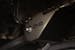 DV8 Offroad SPBR-05 Trailing Arm Skid Plates, Ford Bronco