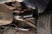 Flowmaster 718190 Flowmaster Flow FX Cat-back Exhaust System